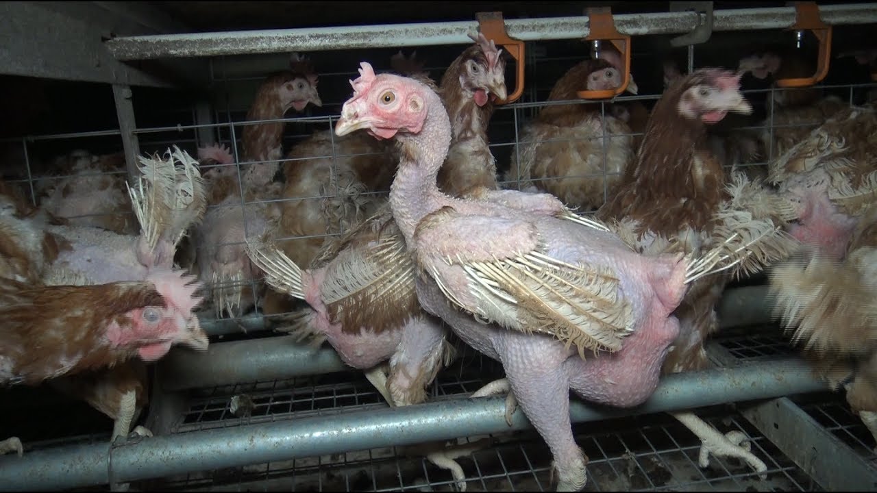« Litière gorgée de déjections, enfermés à vie, entassés par milliers »: les poulets Subway dans le viseur de la L214